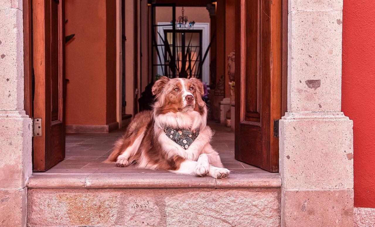 Artesana Luxury Villa San Miguel de Allende Eksteriør bilde